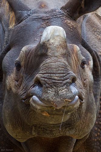 Indian Rino | Mark Dumont | Flickr