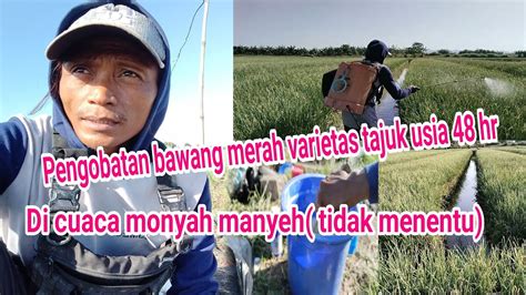 Pengobatan Bawang Merah Di Usia Hr Di Cuaca Kondisi Lingkungan