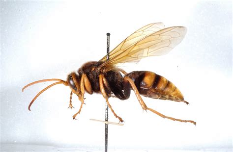 Cicada-killer wasps - The Australian Museum