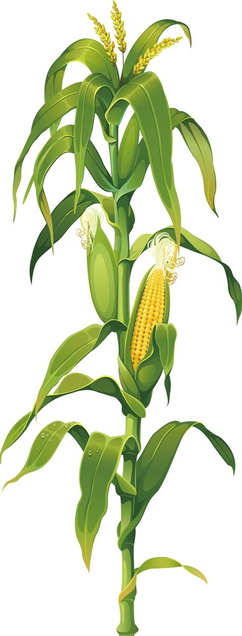 Maize Corn on the cob Drawing Plant Clip art - corn png download - 730* ...