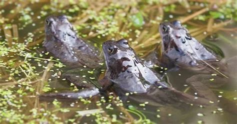 Common Frogs Rana Temporaria Breeding I Stock Video Pond