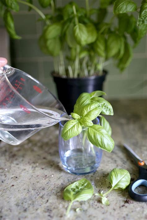 How To Grow Basil From Cuttings Turn Plant Into