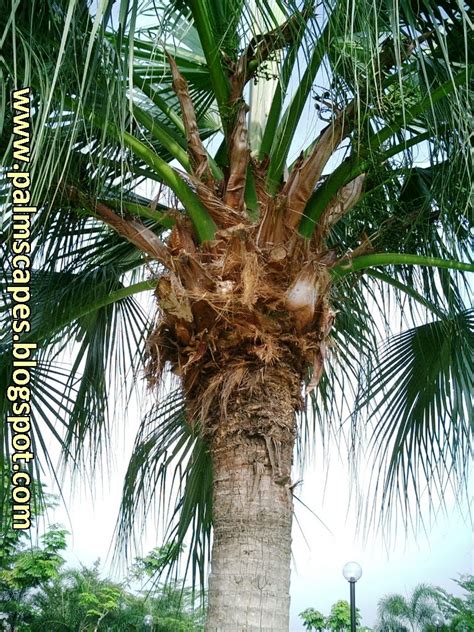 Palmscapes The Ribbon Fan Palm