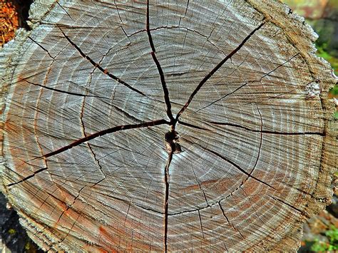 Holzstruktur Holzmaserung Kostenloses Foto Auf Pixabay Pixabay