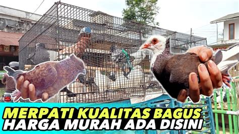 Pantes Rame Terus Merpati Dipasar Ini Dijual Paling Murah Hanya