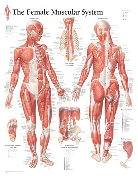 Female Muscle Anatomy Diagram