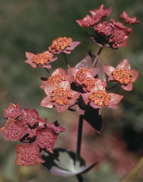 Flower Gallery :: Apiaceae :: 204_32