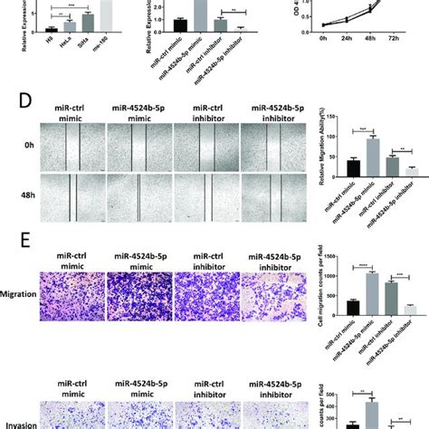 Knock Down Wtx Promoted Cervical Cancer Cell Migration And Invasion Download Scientific