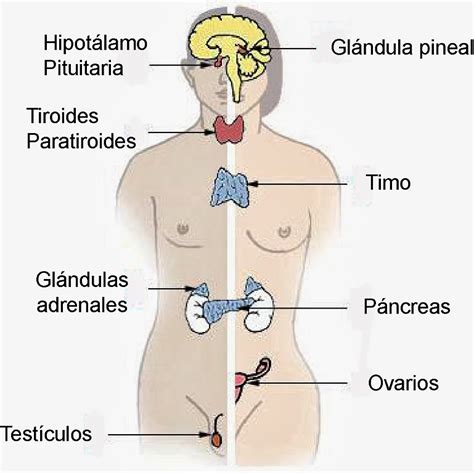 Partes Del Sistema Endocrino