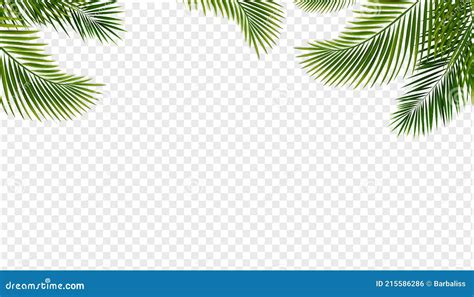 Folhas Tropicais Borda Isolada Fundo Transparente Ilustração do Vetor