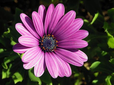 6 Plantas Con Flores Moradas Que Son Una Delicia Para La Vista