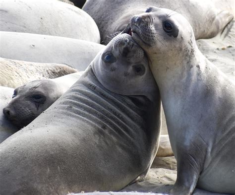 Premium Photo Two Adorable Cute Seal Pups Snuggle And Being