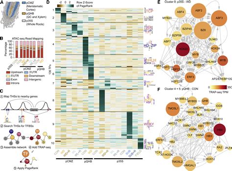 Gene Regulatory Networks Shape Developmental Plasticity Of Root Cell