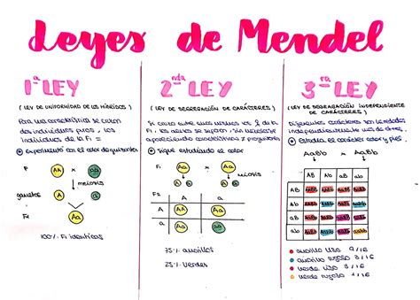 Las 3 Leyes De Mendel Abstractor