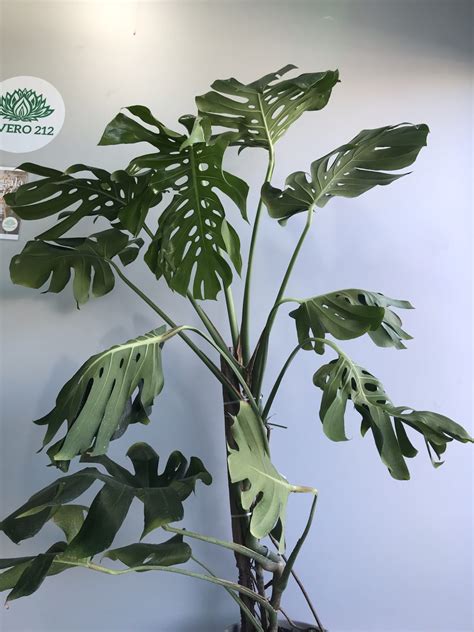 Monstera Gigante Vivero Mar Del Plata