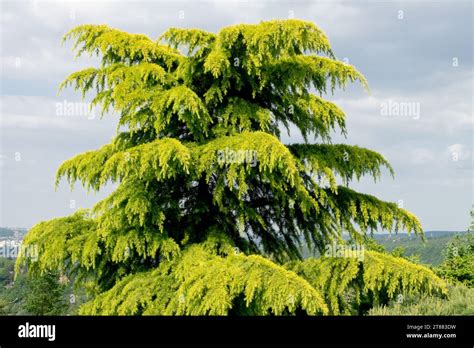 Deodar Cedar Tree Cedrus Deodara Aurea Stock Photo Alamy