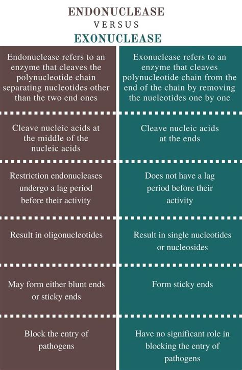 Difference between exonuclease and endonuclease class 12 - Brainly.in