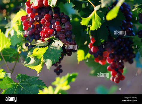 Red grapes on vine Stock Photo - Alamy