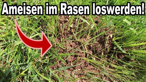 Ameisenplage Im Rasen Wie Du Ameisen Im Rasen Schnell Einfach