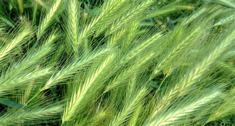 Grass That Looks Like Wheat Most Frequent Types Pics