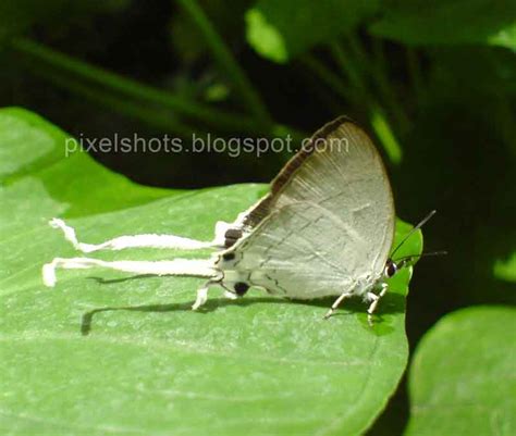 Fluffy Tits White Tailed Butterfly Species Of Indian Tropical Forests