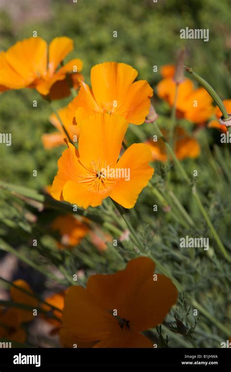 Eschscholzia Californica California Poppy Thai Silk Compact Single