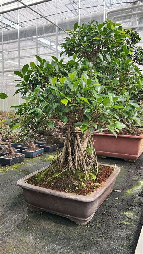 Ficus retusa — Plant Wholesale FlorAccess