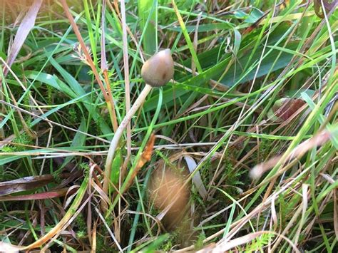 Psilocybe Semilanceata Mushroom World