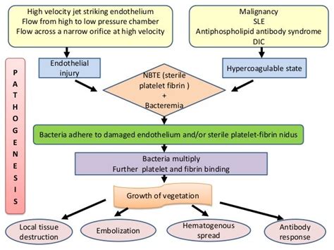 Pathophysiology Of Endocarditis In Flow Chart A Visual Reference Of Charts Chart Master