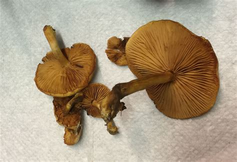 Galerina marginata | Western Pennsylvania Mushroom Club