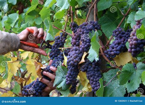 Man Harvesting Grapes Stock Image Image Of Fall Fruit 1365921