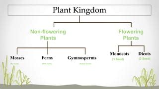 Plants & its classification | PPT