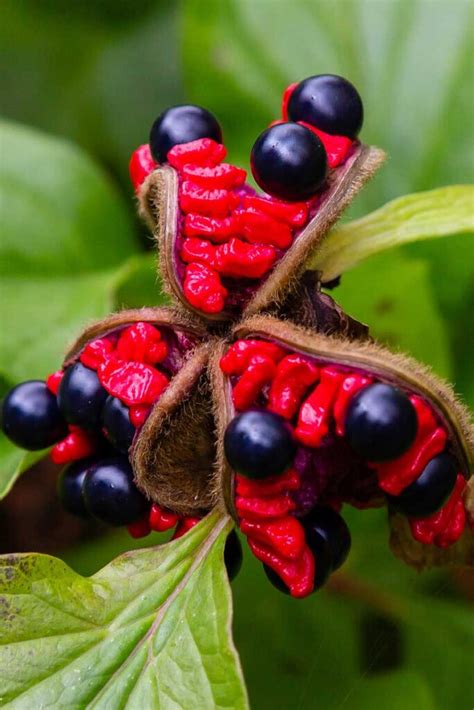 How To Propagate Peonies From Seed And By Division Gardeners Path