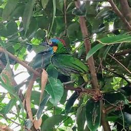 Burung Langka Asal Parenggean Dilepasliarkan Di Hutan Rahasia