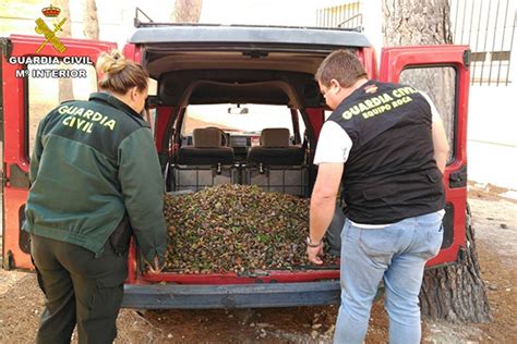 La Guardia Civil Detiene En Sax A Tres Miembros De Una Misma Familia Por Sustraer Más De Dos