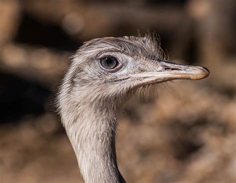 Bird Africa Ostrich Farm - Free photo on Pixabay