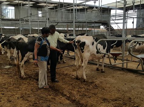 Rich Farm Tassels Dairy Farm In Photos Arguably The Largest And Most