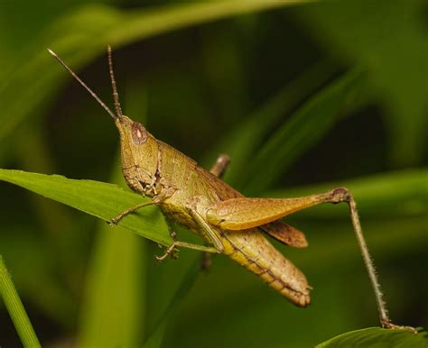 Img Prachuap Khiri Khan Thailand Troup Dresser Flickr