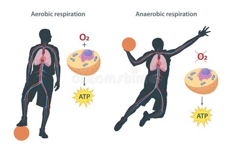 Aerobic Anaerobic Respiration Stock Illustrations 10 Aerobic