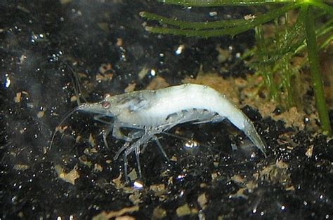 Shrimp Diseases And Diagnosis Shrimp Health And Care Shrimp Keepers Forum