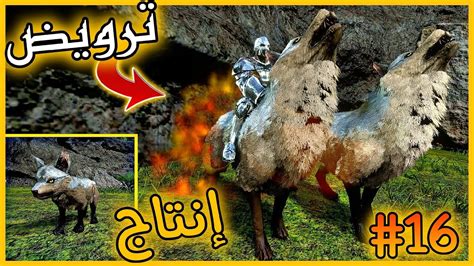 أرك موبايل هارد 16 ترويض و تزاوج الذئاب ark survival evolved YouTube