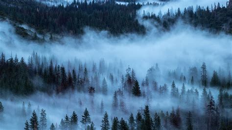 Fondos de pantalla Árboles bosque niebla 3840x2160 UHD 4K Imagen