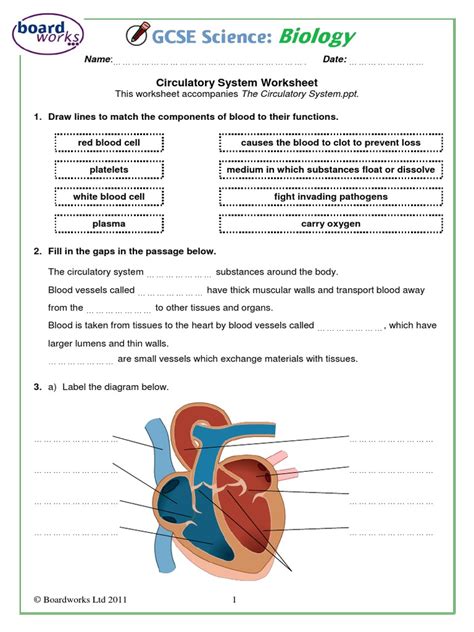 The Circulatory System Cloze Test Worksheet Quickworksheets