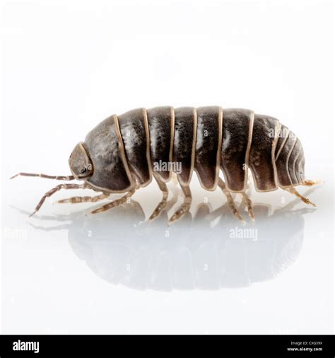 Pill Bug Armadillidium Vulgare Especies Aisladas Sobre Fondo Blanco