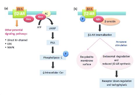 Adrenergic Receptor Signaling Pathway