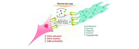 The Crosstalk Of Cancer Associated Fibroblasts Cafs And The Cancer