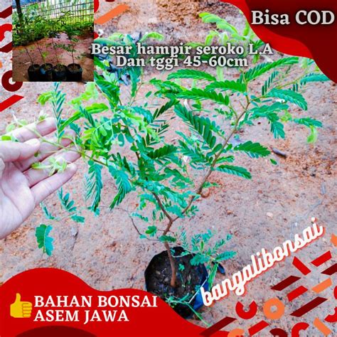 Jual Bahan Bonsai Asem Jawa Bibit Asam Jawa Bibit Asem Jawa