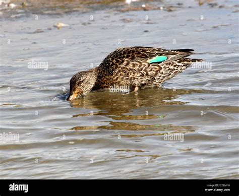 Female Teal Duck Hi Res Stock Photography And Images Alamy