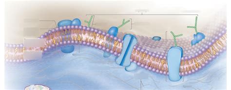 Plasma Membrane Diagram Labeled