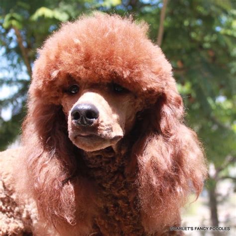 Simba The Moyen A Sire From Scarlet S Fancy Poodles Red And Apricot